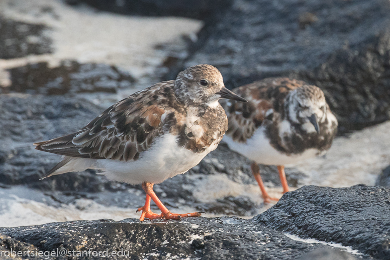 galapagos